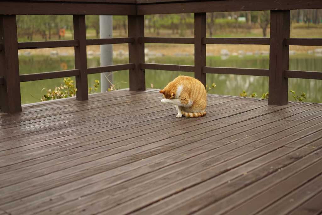 Cat washing itself on wooden decking area