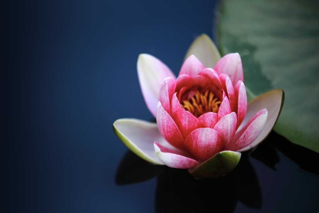 pink water lilly on a pond